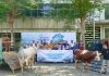 PT Terminal Teluk Lamong Laksanakan Program Pelindo Berbagi Hewan Kurban, 12 Sapi dan 21 Kambing Buat Masyarakat Sekitarnya
