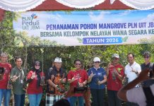 PLN UIT JBM Tanam 16.500 Bibit Mangrove di Bali, Perkuat Komitmen Pelestarian Ekosistem Pesisir