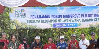 PLN UIT JBM Tanam 16.500 Bibit Mangrove di Bali, Perkuat Komitmen Pelestarian Ekosistem Pesisir