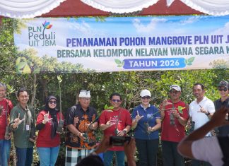 PLN UIT JBM Tanam 16.500 Bibit Mangrove di Bali, Perkuat Komitmen Pelestarian Ekosistem Pesisir