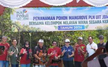 PLN UIT JBM Tanam 16.500 Bibit Mangrove di Bali, Perkuat Komitmen Pelestarian Ekosistem Pesisir